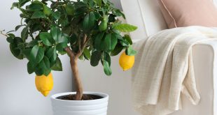 Как пересадить и размножить лимон