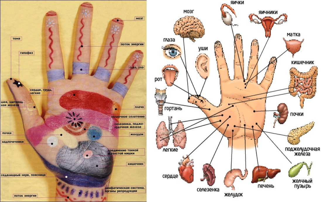 Какие точки массировать на руке. Су Джок проекция органов на ладони. Су-Джок акупунктурные точки. Акупунктура Су Джок терапия. Су Джок точки акупунктуры.