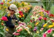 Цветоводство: Искусство Создавать Красоту на Вашем Участке