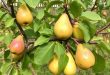 Груши и сливы: секреты правильной обрезки и формирования для здорового сада