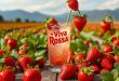 Клубника Вива Росса: особенности сорта, выращивание и вкусные рецепты