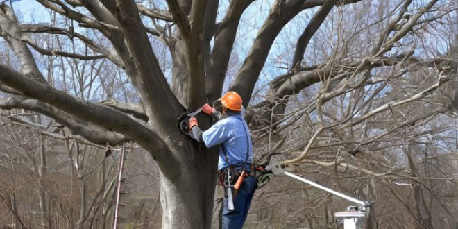 Дендрологический аспект: обоснование и методика обрезки древесных растений