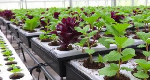 Гидропонные системы: как вырастить сад без земли и не сойти с ума