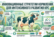 Инновационные стратегии кормления для интенсивного развития КРС